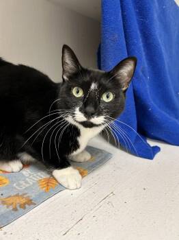 Rescue Domestic Short Hair Cats for Adoption in Edgewood, Maryland - Sophie | PetCurious