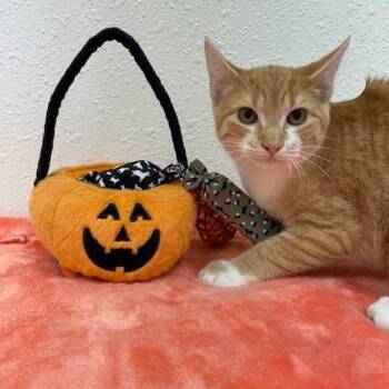 Rescue Domestic Short Hair Cats for Adoption in Red Wing, Minnesota - Nashville | PetCurious