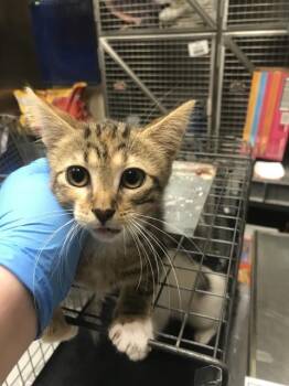 Domestic Medium Hair Cats Available for Adoption in Conroe, Texas - A428398 | PetCurious