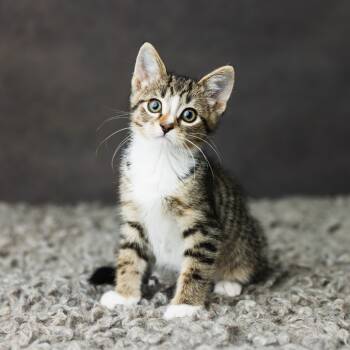 Rescue Domestic Short Hair Cats for Adoption in Saint Paul, Minnesota - Zane | PetCurious