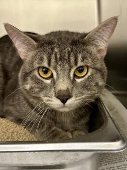 Domestic Short Hair Cats Available for Adoption in Wichita, Kansas - Bash | PetCurious
