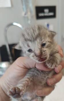 Monroe (dark green collar) -  Domestic Short Hair Cat for Adoption in Lafayette, Indiana - Monroe (dark Green Collar) | PetCurious