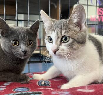 Rescue Domestic Short Hair Cats for Adoption in Johnston, Rhode Island - Macintosh And Braeburn | PetCurious