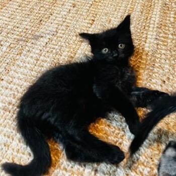 Batman -  Domestic Short Hair Cat for Adoption in Houston, Texas - Batman | PetCurious