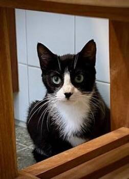 Domestic Short Hair Cats Available for Adoption in Tallahassee, Florida - NORA | PetCurious
