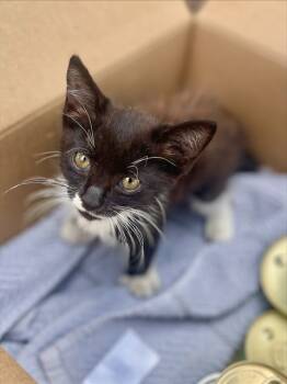 Rescue Domestic Short Hair Cats for Adoption in Ontario, California - MATCHA- IN FOSTER | PetCurious