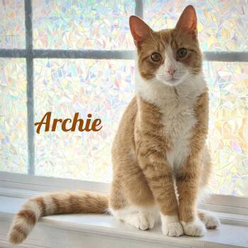 Domestic Short Hair Cats Available for Adoption - Sir Archibald The Glorious (also Known As Archie!) | PetCurious