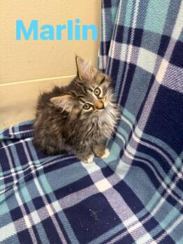 Marlin -  Domestic Long Hair Cat for Adoption in Rensselaer, Indiana - Marlin | PetCurious