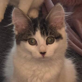 Kitten Ethel -  Domestic Long Hair Cat for Adoption in Mineral Point, Wisconsin - Kitten Ethel | PetCurious
