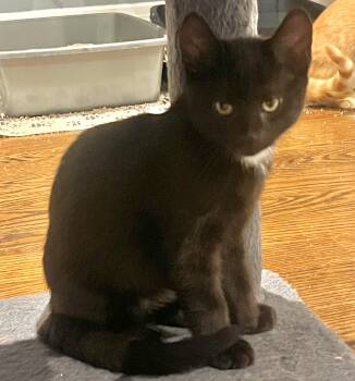 Sammy -  Domestic Short Hair Cat for Adoption in Vaughan, Ontario - Sammy | PetCurious