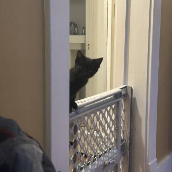 Sansa -  Domestic Short Hair Cat for Adoption in Columbia, Missouri - Sansa | PetCurious