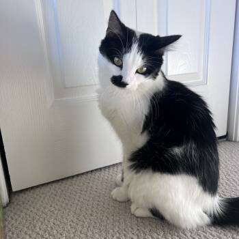 Rescue Domestic Long Hair Cats for Adoption in Pawling, New York - Maggie | PetCurious