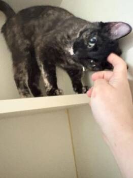 Peanut M&Ms -  Domestic Short Hair Cat for Adoption in Fairfax, Virginia - Peanut M&Ms | PetCurious
