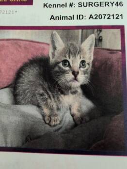 Beatrice C -  Domestic Short Hair Cat for Adoption in Parker, Colorado - Beatrice C | PetCurious