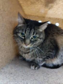 Angel -  Domestic Short Hair Cat for Adoption in Fruit Heights, Utah - Angel | PetCurious