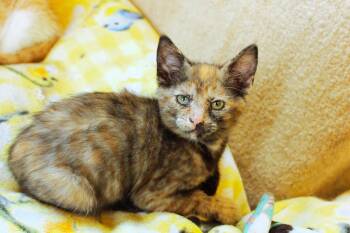 Destiny -  Tortoiseshell Cat for Adoption in Urbana, Ohio - Destiny | PetCurious