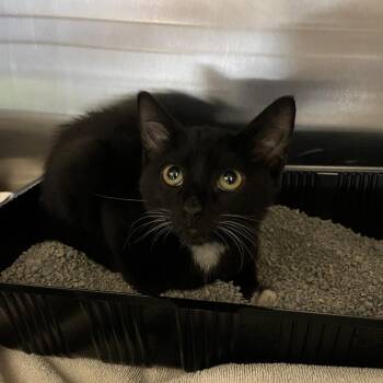 Wallace -  Domestic Short Hair Cat for Adoption in Oak Brook, Illinois - Wallace | PetCurious