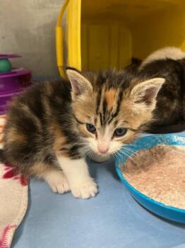 Domestic Short Hair Cats Available for Adoption in Mustang, Oklahoma - Jolt | PetCurious
