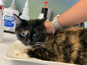 MOONSHINE -  Domestic Medium Hair and Domestic Short Hair Cat for Adoption in Grand Prairie, Texas - MOONSHINE | PetCurious