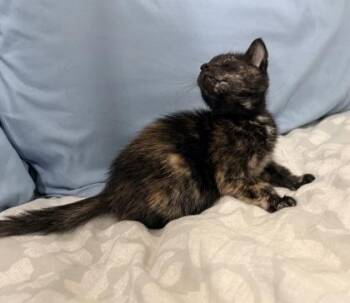 Versace -  Domestic Short Hair Cat for Adoption in Chamblee, Georgia - Versace | PetCurious