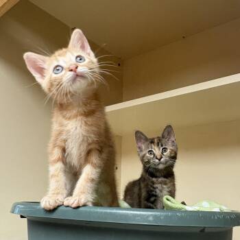 Parks and Rec kitties -  Domestic Short Hair Cat for Adoption in Hays, Kansas - Parks And Rec Kitties | PetCurious