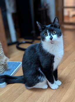 Rescue Domestic Short Hair Cats for Adoption in Norwalk, Connecticut - Wayne | PetCurious