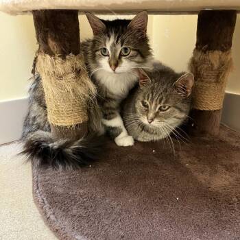 Domestic Short Hair Cats Available for Adoption in Burlington, Ontario - Fiji | PetCurious