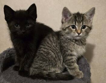 Domestic Short Hair Cats Available for Adoption in Cosby, Tennessee - Polywog And Daffodil  | PetCurious