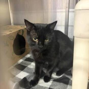 Xavier -  Domestic Short Hair and Mixed Breed Cat for Adoption in Ashtabula, Ohio - Xavier | PetCurious