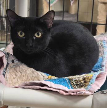 Domestic Short Hair Cats Available for Adoption in Olean, New York - Jane | PetCurious