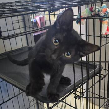 Domestic Short Hair Cats Available for Adoption in Spokane, Washington - Salem | PetCurious