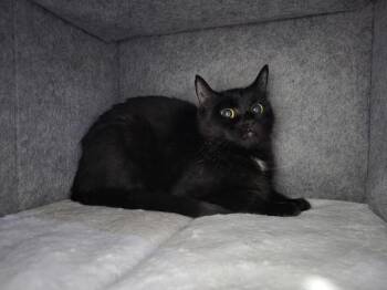 Rockette -  Domestic Short Hair Cat for Adoption - Rockette | PetCurious