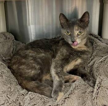 Rescue Domestic Short Hair Cats for Adoption in Annapolis, Maryland - Plinko | PetCurious
