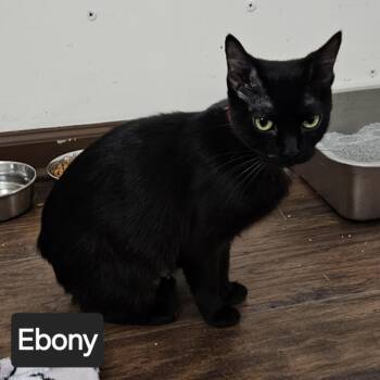 Domestic Medium Hair Cats Available for Adoption - Ebony | PetCurious