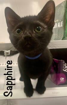 Sapphire -  Domestic Short Hair Cat for Adoption in Reston, Virginia - Sapphire | PetCurious