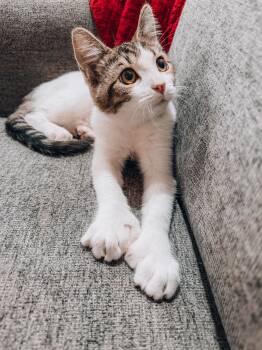 Simon- 100.00 -  Turkish Van Cat for Adoption in Goodyear, Arizona - Simon- 100.00 | PetCurious