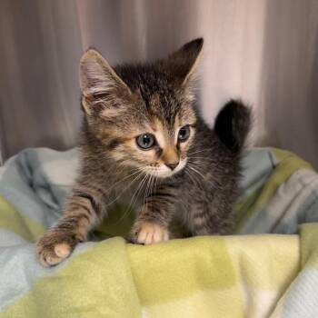 Matcha -  Domestic Short Hair Cat for Adoption in Kansas City, Kansas - Matcha | PetCurious