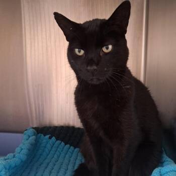 Govnah -  Domestic Short Hair Cat for Adoption in Concord, New Hampshire - Govnah | PetCurious
