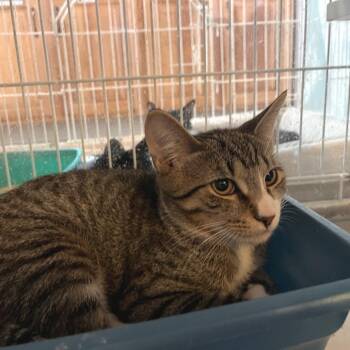Fresh Prince -  Domestic Short Hair Cat for Adoption in Salisbury, Massachusetts - Fresh Prince | PetCurious