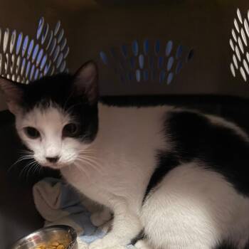 Speed Limit -  Domestic Short Hair Cat for Adoption in Fredericksburg, Virginia - Speed Limit | PetCurious