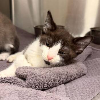 Wobble -  Domestic Short Hair Cat for Adoption in Indianapolis, Indiana - Wobble | PetCurious