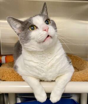 Domestic Short Hair Cats Available for Adoption - Forest | PetCurious