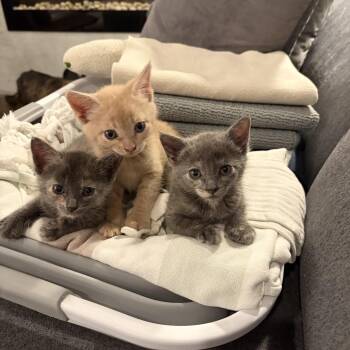 Maxi -  Domestic Short Hair Cat for Adoption in Las Vegas, Nevada - Maxi | PetCurious