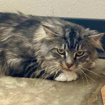 Ernie -  Domestic Long Hair Cat for Adoption in Cody, Wyoming - Ernie | PetCurious