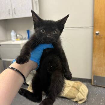 Meowinase -  Domestic Short Hair Cat for Adoption in Columbiana, Alabama - Meowinase | PetCurious