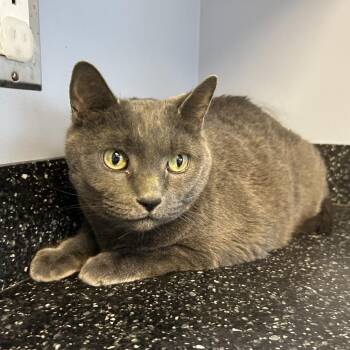 Domestic Short Hair Cats Available for Adoption in Oyster Bay, New York - Ringo | PetCurious