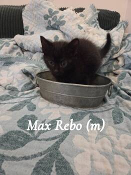 Max Rebo -  Domestic Short Hair Cat for Adoption in Clarksville, Tennessee - Max Rebo | PetCurious