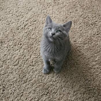 Frosted Flakes -  Domestic Short Hair Cat for Adoption in Hemet, California - Frosted Flakes | PetCurious