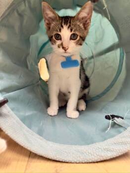 Rescue Domestic Short Hair Cats for Adoption in Momence, Illinois - Bubba | PetCurious