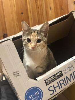 Plum - KITTEN in foster -  Domestic Short Hair Cat for Adoption in Alexandria, Virginia - Plum - KITTEN In Foster | PetCurious